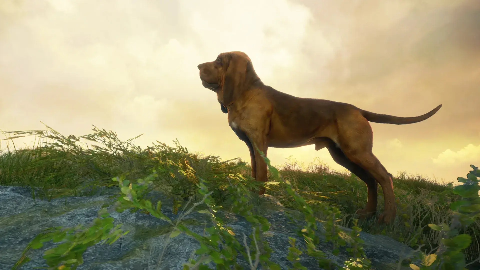 theHunter: Call of the Wild - Bloodhound thumbnail 9
