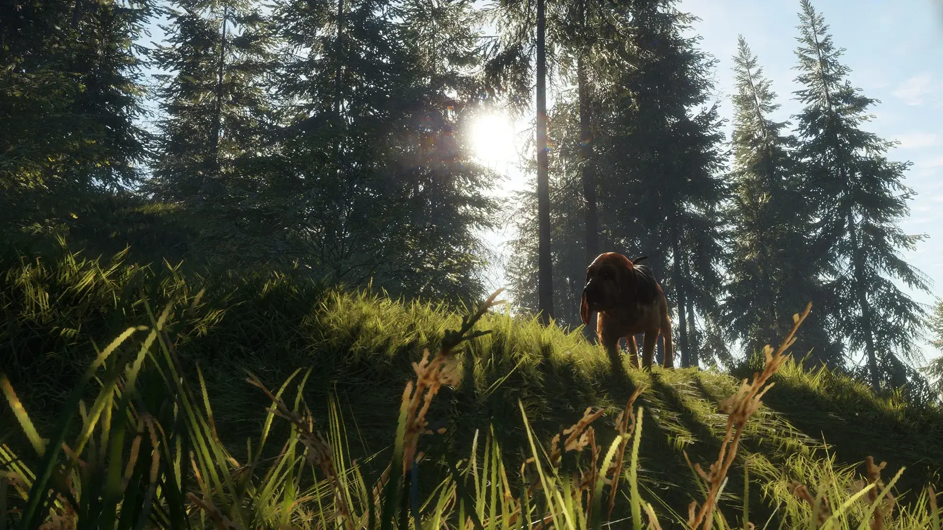 theHunter: Call of the Wild - Bloodhound thumbnail 4