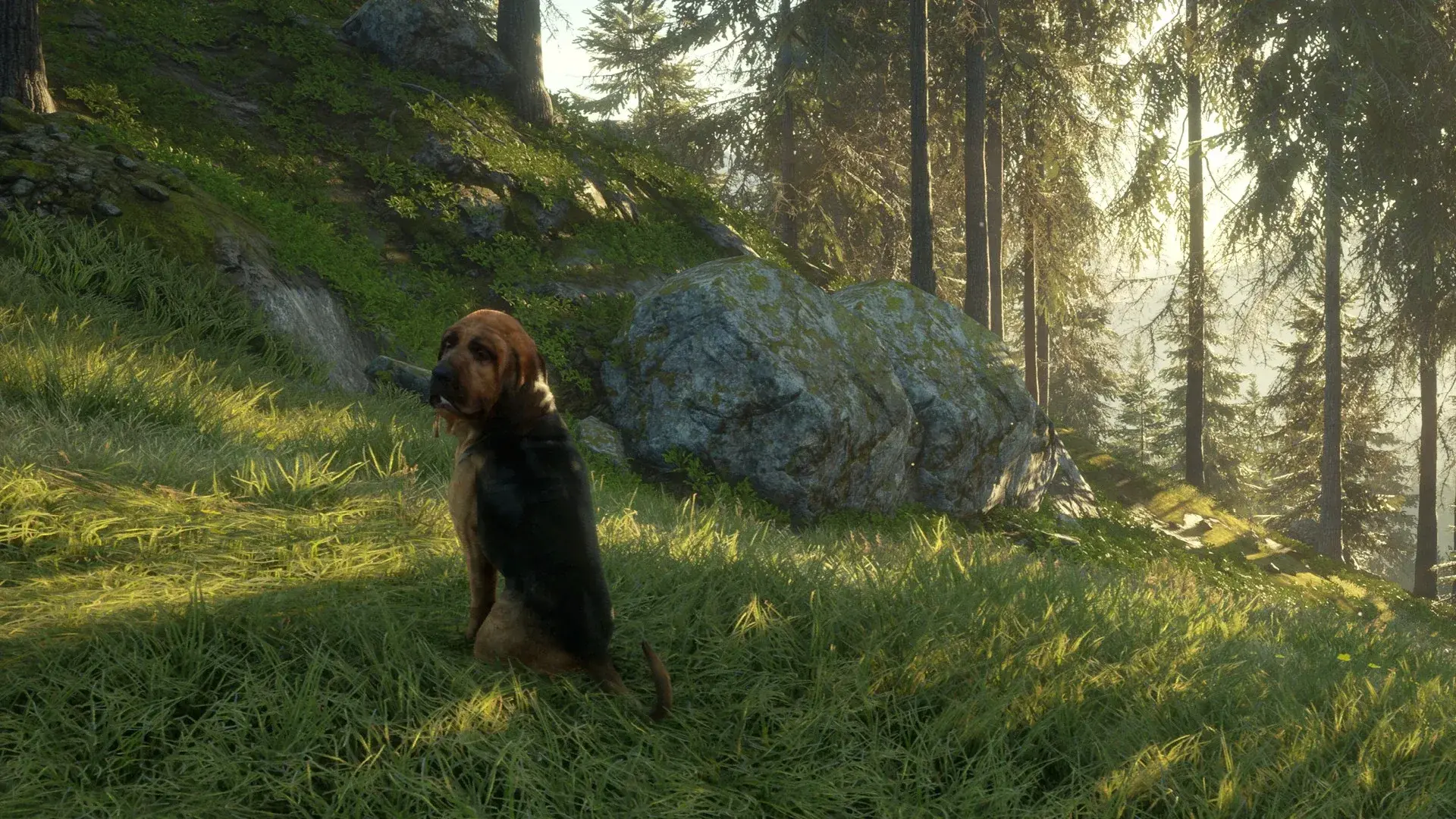 theHunter: Call of the Wild - Bloodhound thumbnail 6